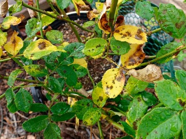 Varför blir bladen av en ros i en kruka gula