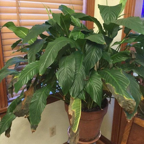 why do spathiphyllum leaves turn yellow what to do