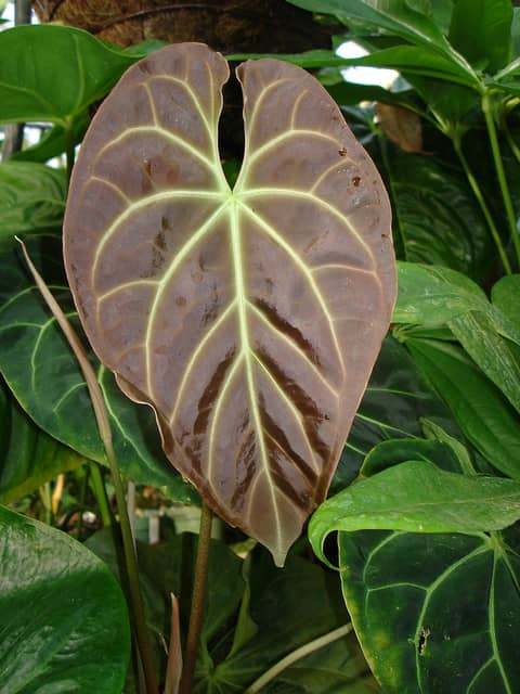 blackened leaf of anthurium