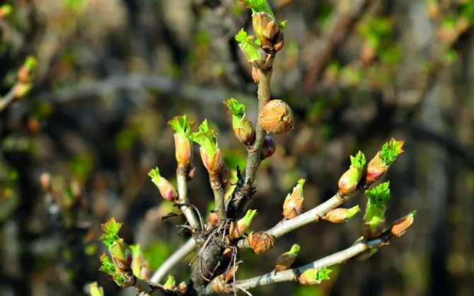 Mite infested currant buds