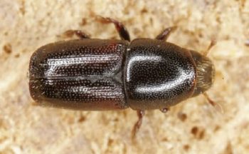 Kumbang kulit kayu menghabiskan hampir sepanjang hidupnya di dalam kayu.