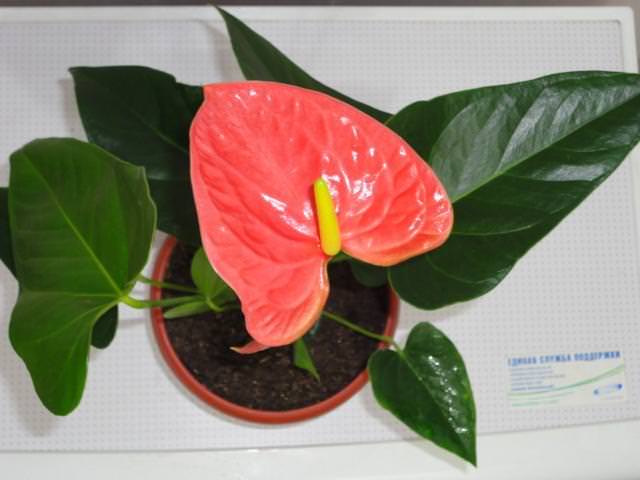 The soil for Anthurium Andre must have a loose structure that will provide good aeration.