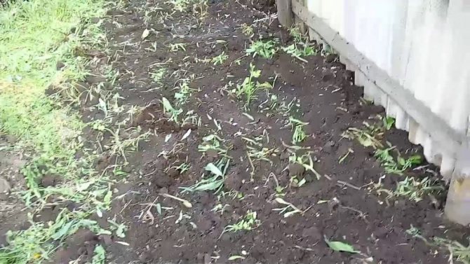 půda pro hrušku