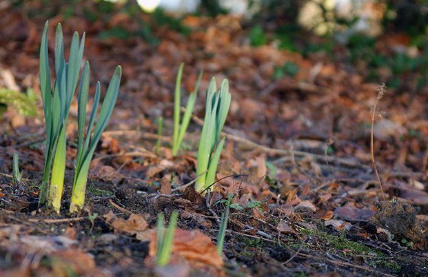 Soil for daffodils