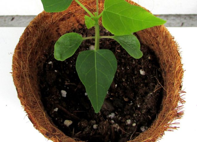 soil for papaya