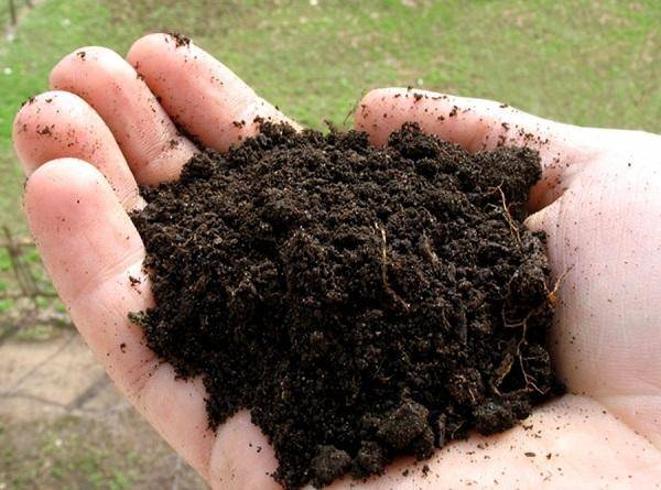 Fern soil