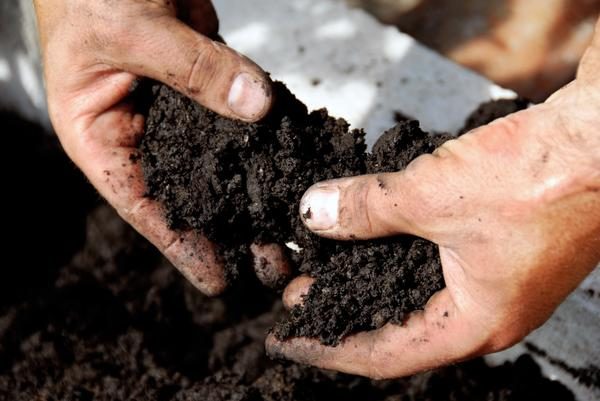 Почвата за засяване на ехинацея трябва да има минимална киселинност.