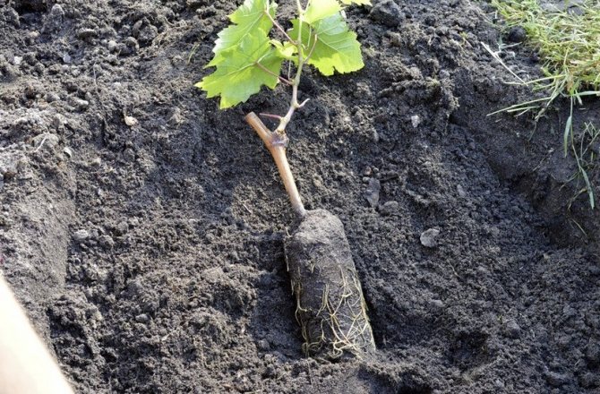 Soil for grapes