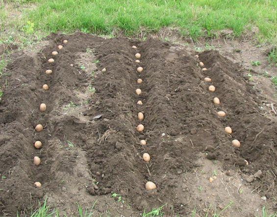 Soil and conditions for and conditions for growing potatoes