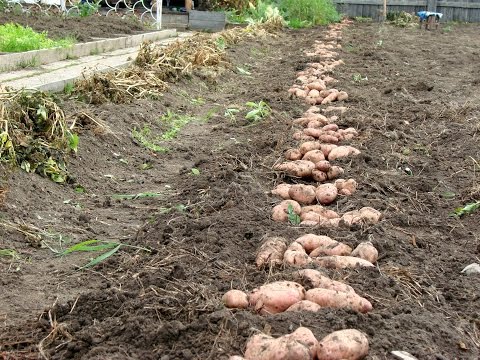 Jord och förhållanden för odling av potatis