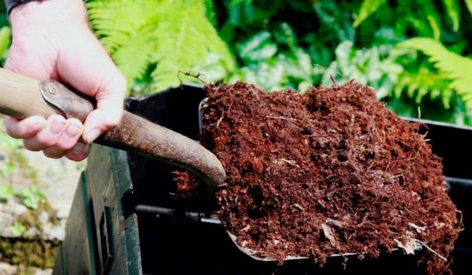 Почвата преди засаждането на череши се наторява с хумус