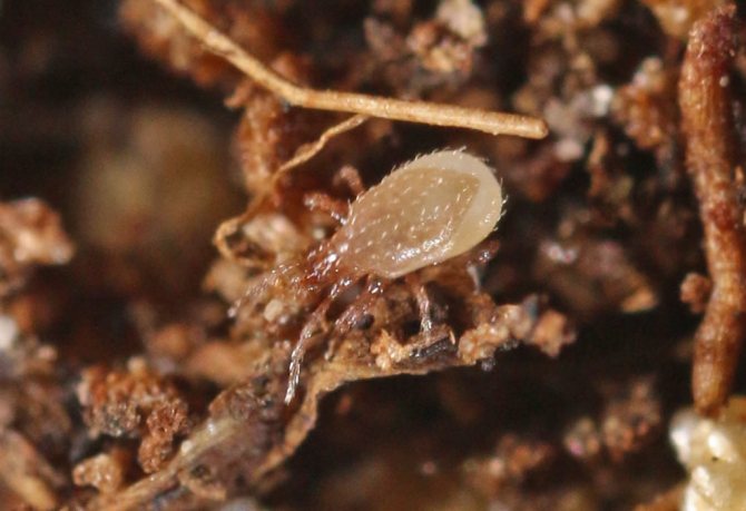 soil mites photo