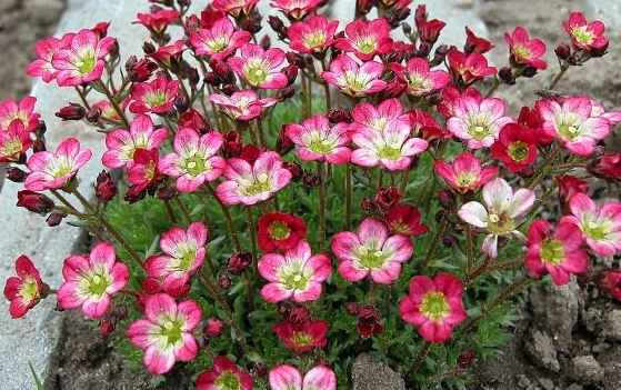 Ground cover plants: saxifrage