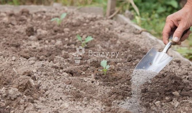 En blandning av aska, tobak och peppar införs under kålrabbplantorna - som matar växterna och skyddar dem mot skadedjur