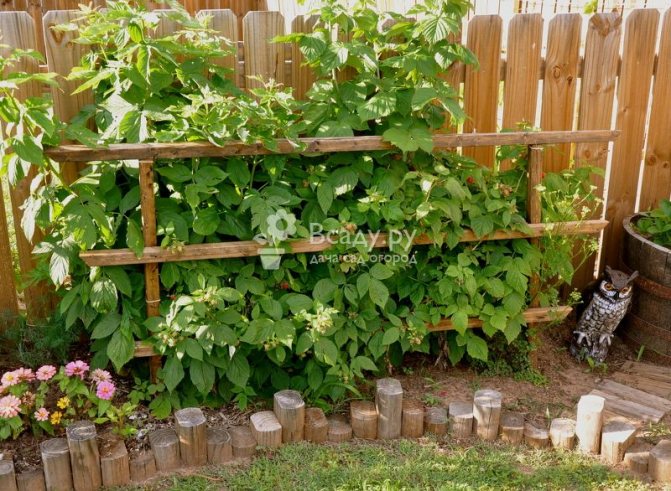 Support fence to limit the growth of raspberries