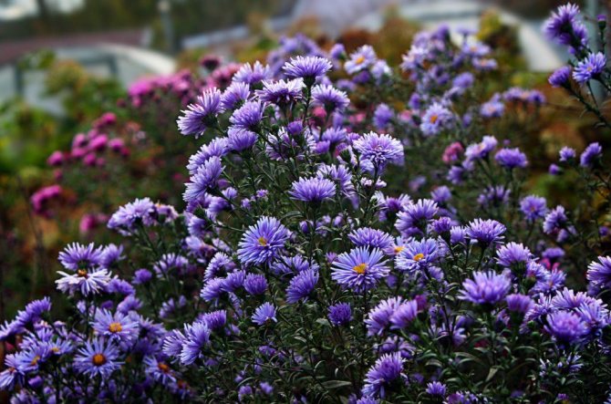 Подготовка на цветна градина за зимата, как да се грижим за трайни насаждения през есента