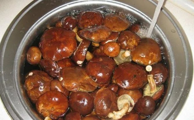 Mushroom preparation