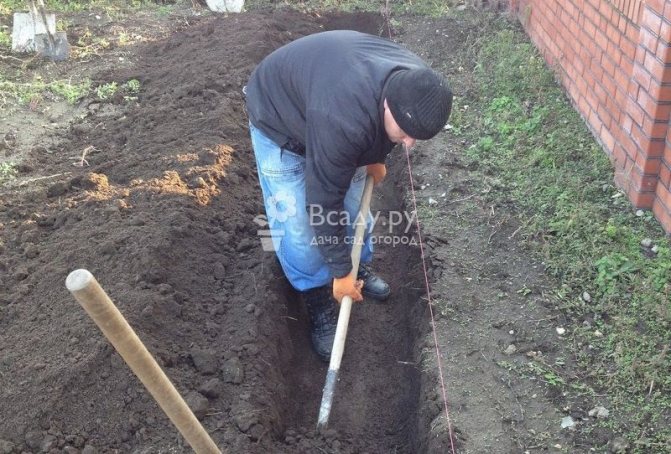 Preparing the soil for the raspberry tree