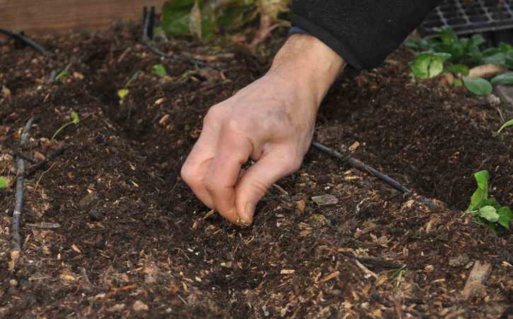 Preparing the garden for planting carrots