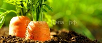 Подготовка на легло за моркови през есента: почва на открито, какъв вид моркови харесват, как да се подготви през пролетта