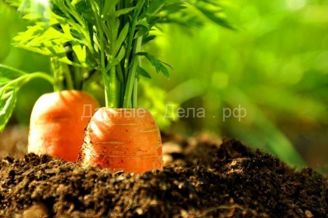 Preparing a bed for carrots in the fall: soil in the open field, what kind of land carrots like, how to prepare in spring