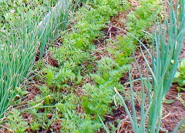 Příprava postele na mrkev na podzim: půda na otevřeném poli, jaký druh pozemní mrkve, jak se připravit na jaře