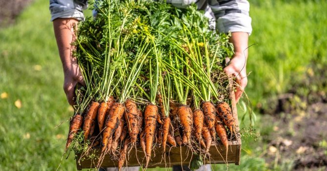 Preparing a bed for carrots in the fall: soil in the open field, what kind of land carrots like, how to prepare in spring