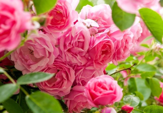 Penyediaan dan penanaman anak pokok mawar