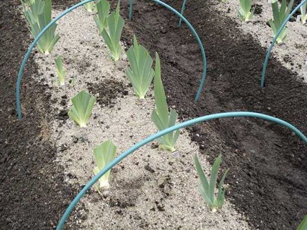 Menyiapkan iris untuk musim sejuk: tempat tinggal