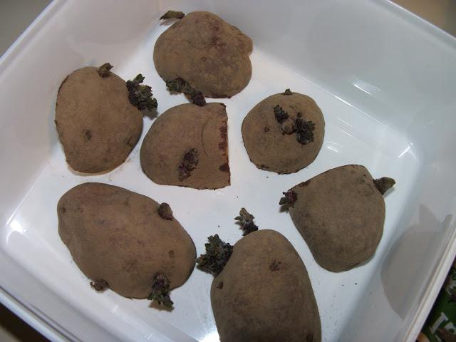 подготовка на картофи за засаждане под филм