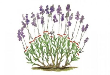 Menyiapkan lavender untuk musim sejuk di lorong tengah