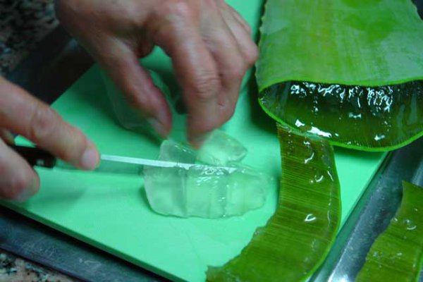 Preparing aloe leaves