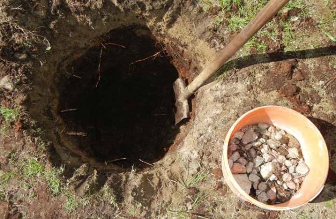 Förbereda ett hål för att plantera ett äppelträd