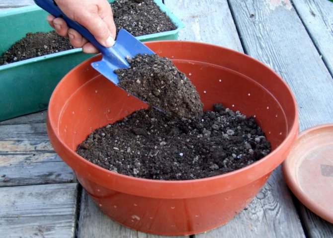 Preparing the soil for turmeric