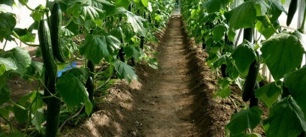Подготовка на почвата за краставици в оранжерията през пролетта каква земя харесват какво да обработват