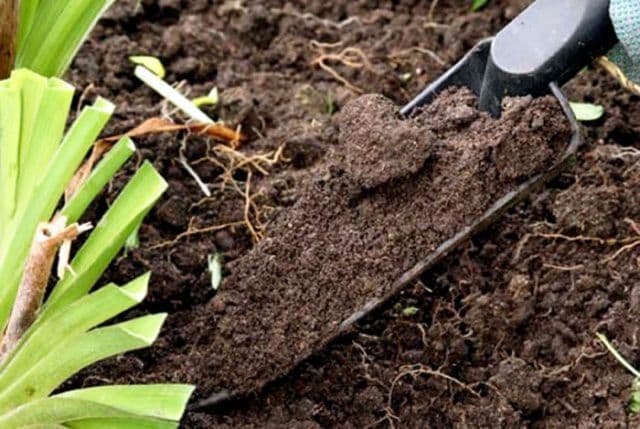 Menyiapkan tanah untuk timun di rumah hijau pada musim bunga apa jenis tanah yang mereka suka apa yang hendak diusahakan