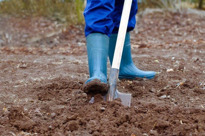 Подготовка на почвата за засаждане на къпини