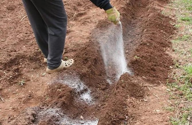 Подготовка на почвата за засаждане на картофи