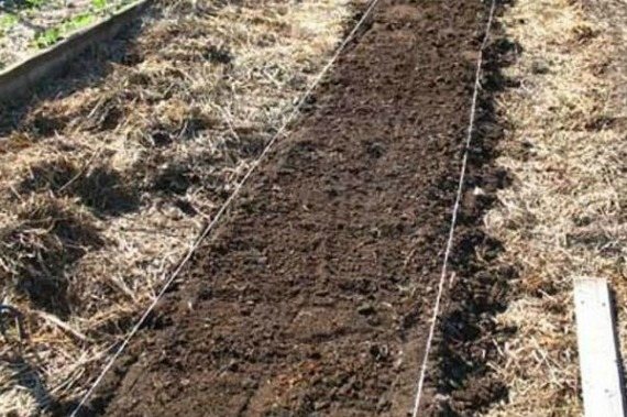 Soil and bed preparation