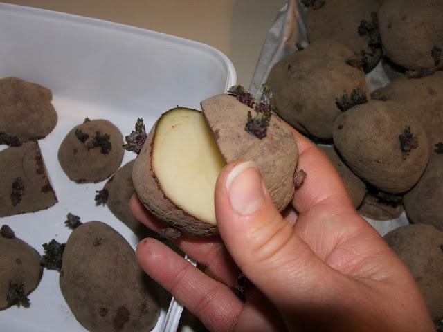 تحضير التربة لزراعة البطاطس