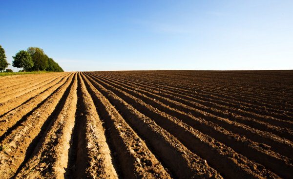 Menyiapkan tanah untuk kentang dalam cadangan musim luruh