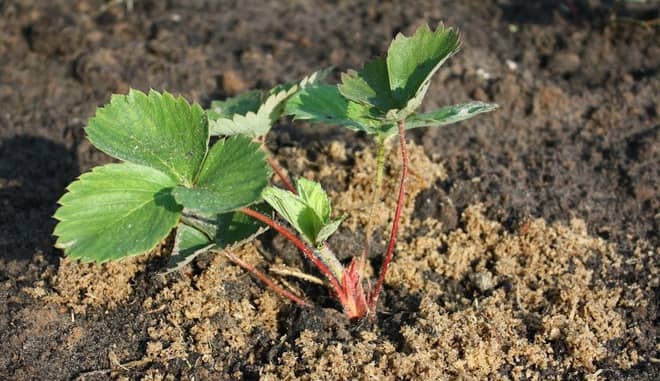 Preparing the soil for Frigo strawberries