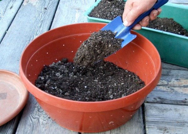 Příprava semen a půdy