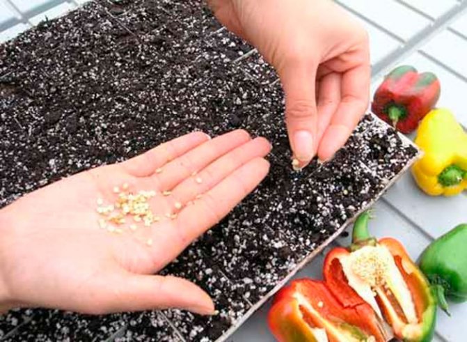 Подготовка на семена преди засаждане на разсад у дома: видео за това как правилно да подготвите семена