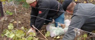 Подготовка на гроздето за зимата: тайните на обработката през есента преди подслон