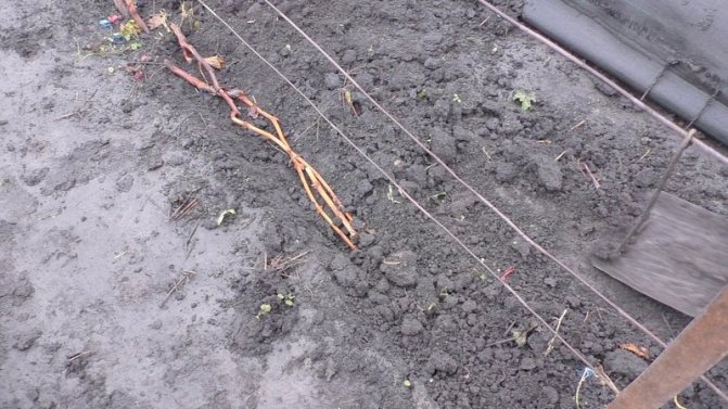Подготовка на гроздето за зимата: тайните на обработката през есента преди подслон