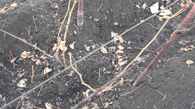 Příprava hroznů na zimu: tajemství zpracování na podzim před přístřeškem