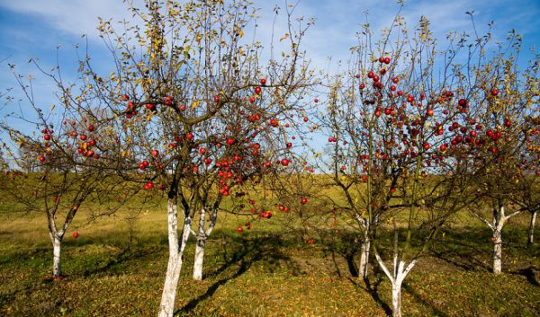 يعد تحضير شجرة تفاح لفصل الشتاء المهمة الرئيسية لرعاية الخريف.