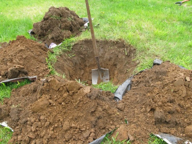 Preparing a pit for planting an apple tree seedling