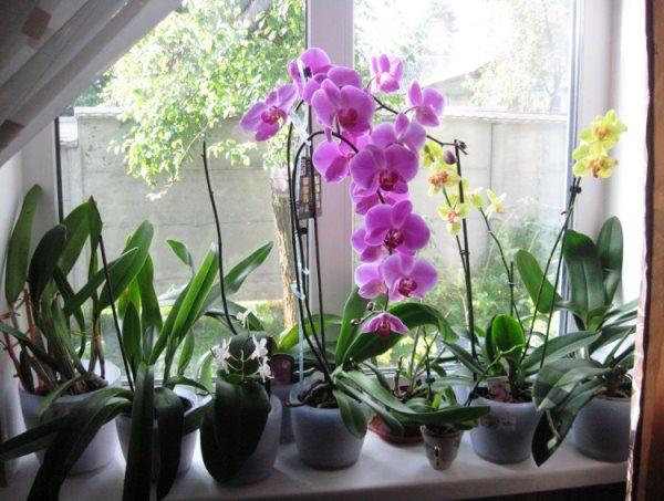 lämplig belysning för orkidéer